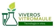 Logo Vitro Maule
